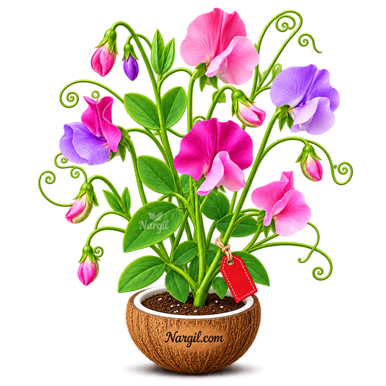 Nargil_Lathyrus Odoratus